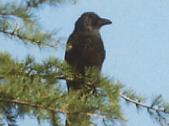 La corneille noire, souvent confondue avec le corbeau freux. Vue ( en couple ) dans la rangée de chênes classés, Rue des Prés Saint Martin, (en face du 107), Pontault.